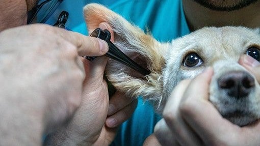 Jesús Amador propondrá la creación de un servicio veterinario municipal