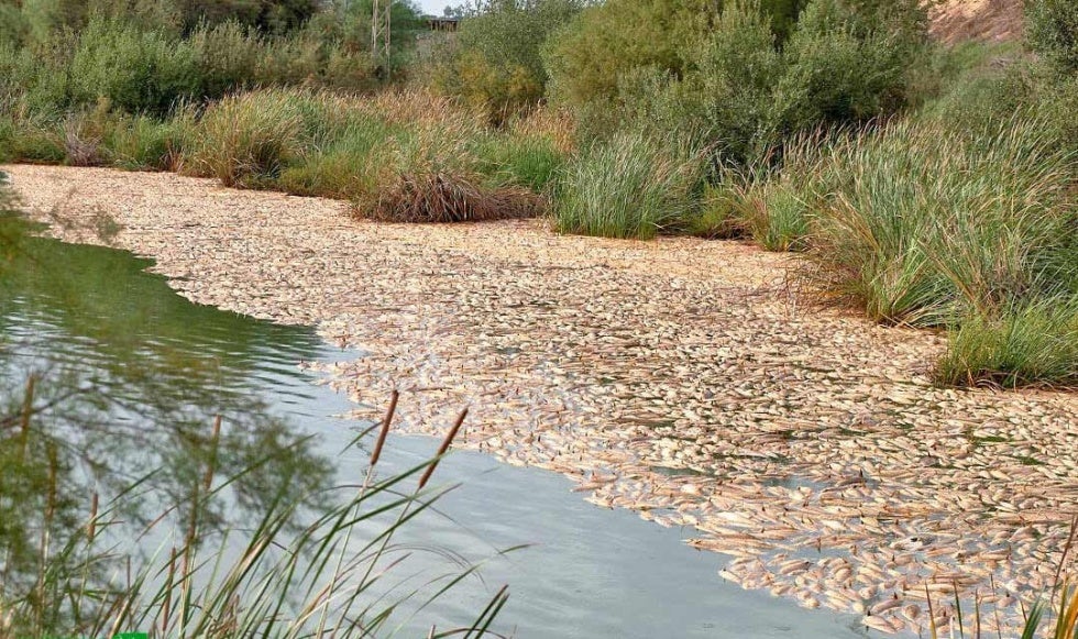 La Junta admite que había químicos agrícolas en el estero donde murieron miles de peces, pero culpa a dos algas