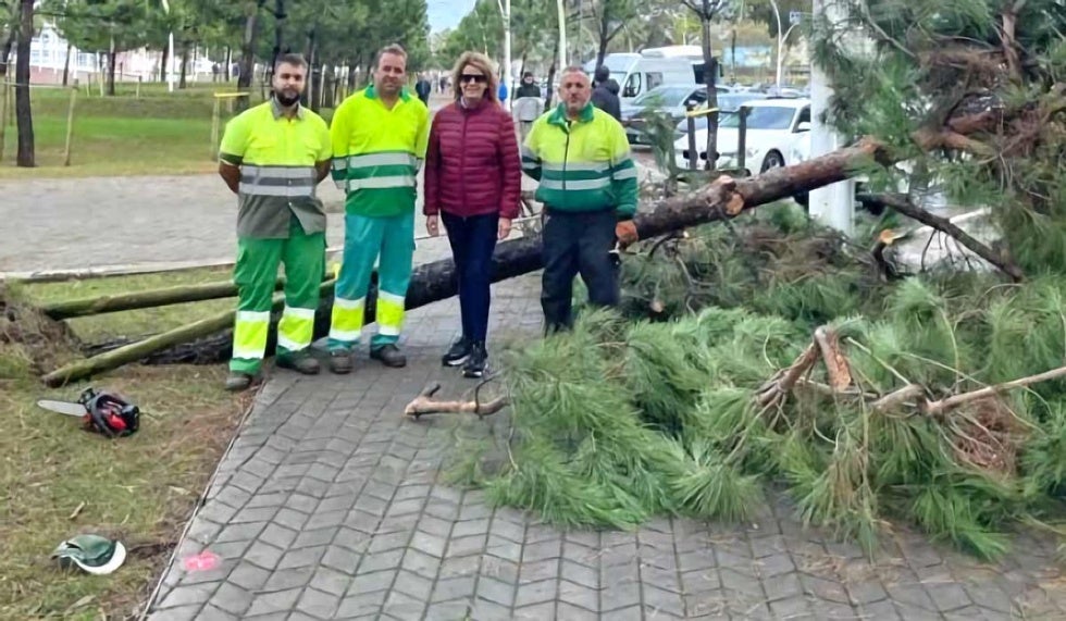 El Puerto trabaja en la recuperación de diez pinos derribados por el temporal en el Paseo de la Ría