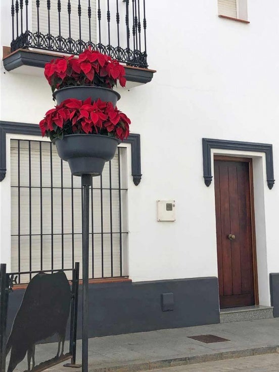 La Diputación destinará 12.500 flores de pascua para engalanar los municipios más pequeños de la provincia