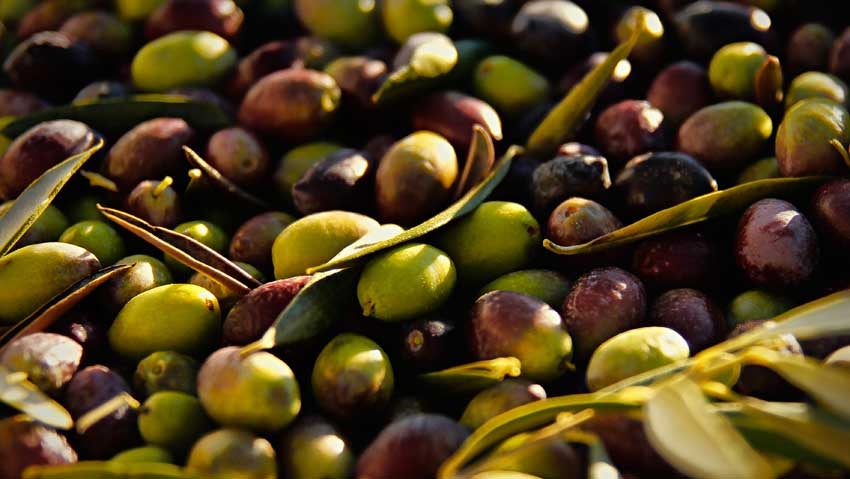 ¿Cuál será el mejor aceite de oliva de la provincia?