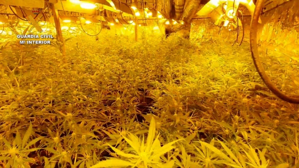 Gran operación contra la marihuana: 10 detenidos y cinco plantaciones desmanteladas