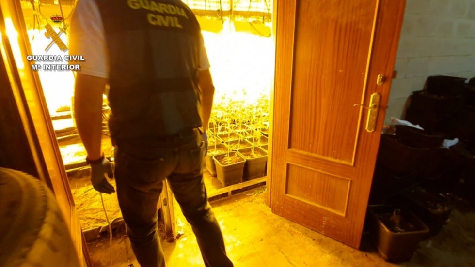 Gran operación contra la marihuana: 10 detenidos y cinco plantaciones desmanteladas