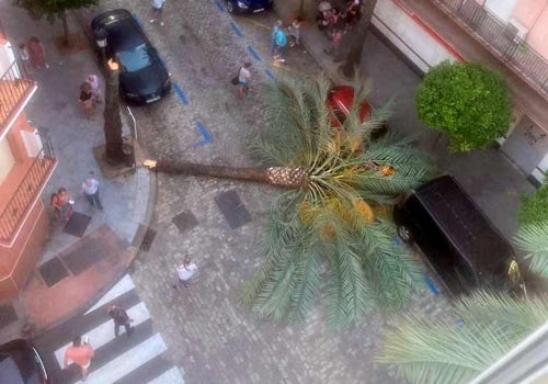 La palmera desde otro punto de vista
