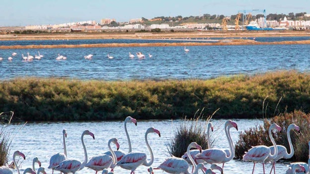 Se ha programado una visita al paraje Marismas del Odiel