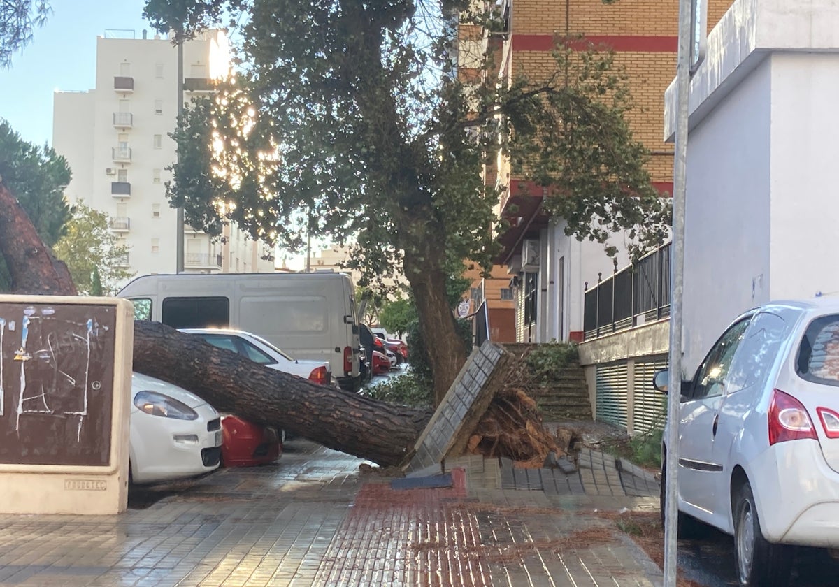 árbol caído en una calle de Los Rosales