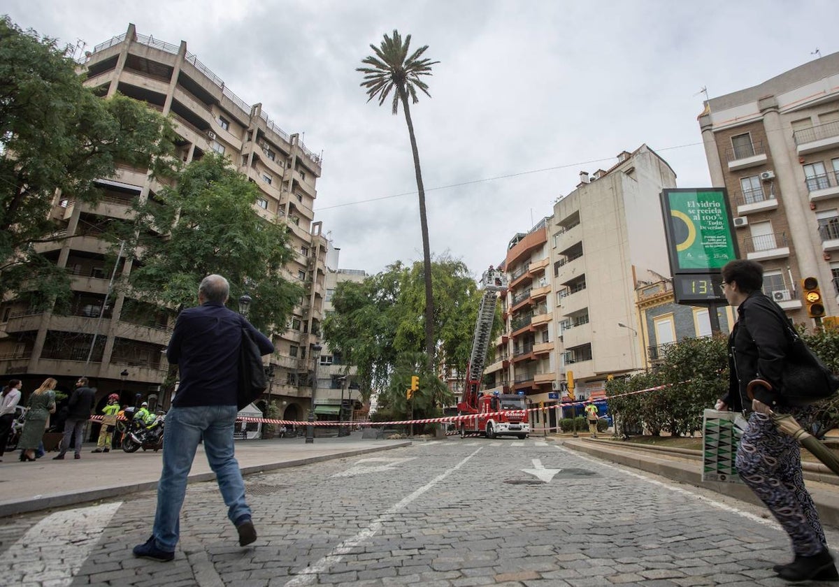 La palmera de Quintero Báez se ha sometido este martes a una revisión extraordinaria