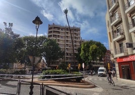 Adiós a la palmera de Huelva: el ejemplar no supera el último examen de seguridad y será talado