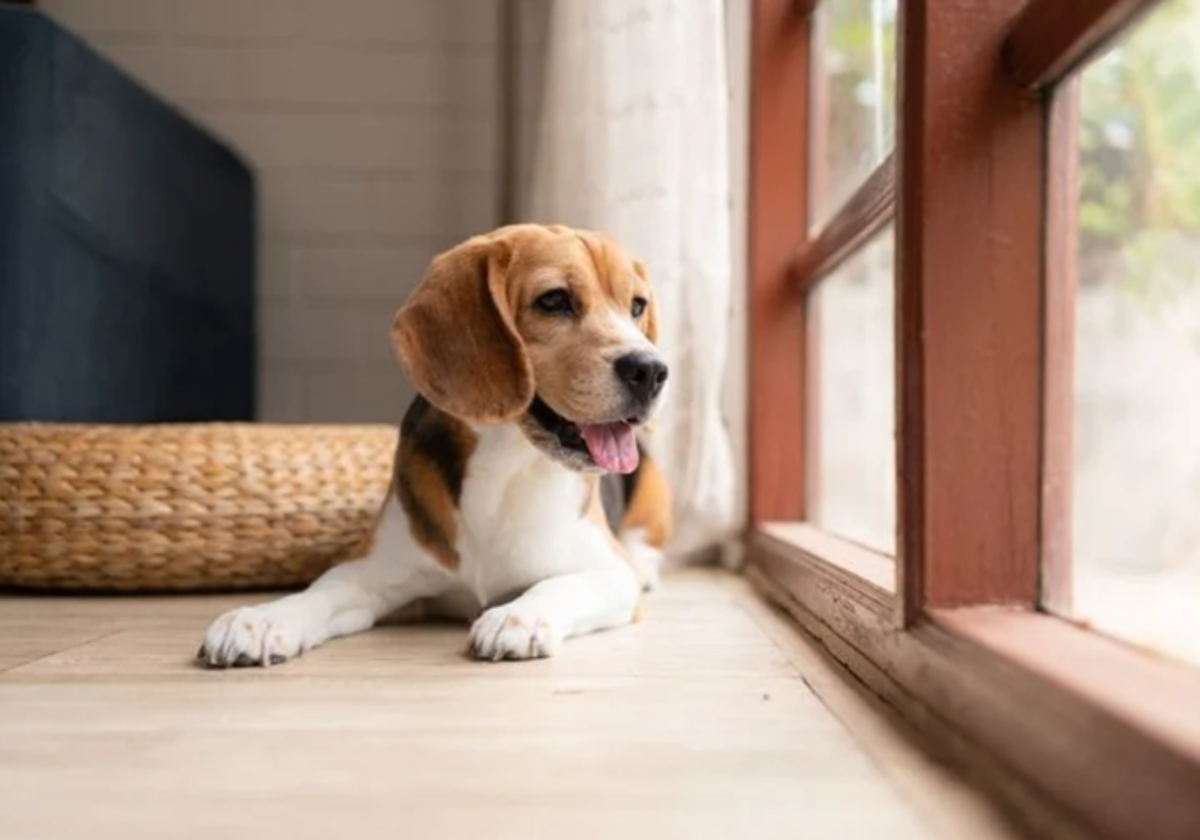 Imagen de archivo de un perro solo en casa