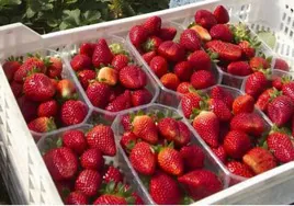 Hoy es el Día Mundial de los frutos rojos: estos son los beneficios de comer frutas de Huelva