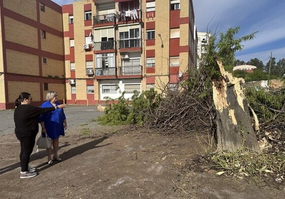 Mónica Rossi contemplado uno de los árboles que ha sido talado para construir el parking privado