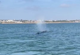 Una ballena sorprende a dos pescadores en la Ría de Huelva