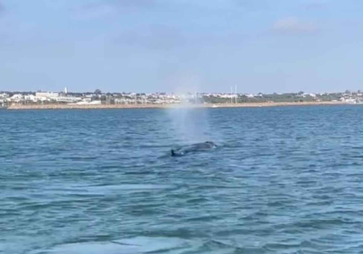 Imagen del ejemplar por la Ría de Huelva