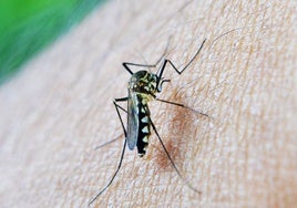 El virus del Nilo llega a Huelva capital: Salud eleva de 2 a 4 el riesgo de contagio