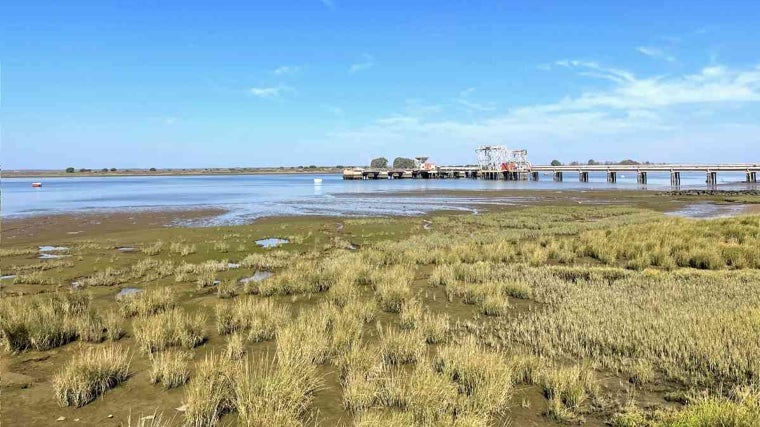 Un estudio propone realizar las restauraciones ecológicas de marismas costeras de Huelva con hierba salada