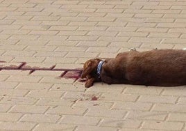 Mónica Rossi solicita adaptar la Ordenanza de Bienestar Animal en Huelva tras el asesinato de un perro a golpes