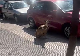 Un enorme buitre se pasea por las calles de Huelva: «Cuidado que puede atacar»