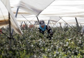 La falta de agua y de relevo generacional amenazan al sector agroalimentario en Huelva