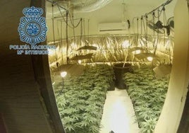 Las cinco zonas calientes donde crecen los cultivos de marihuana en Huelva