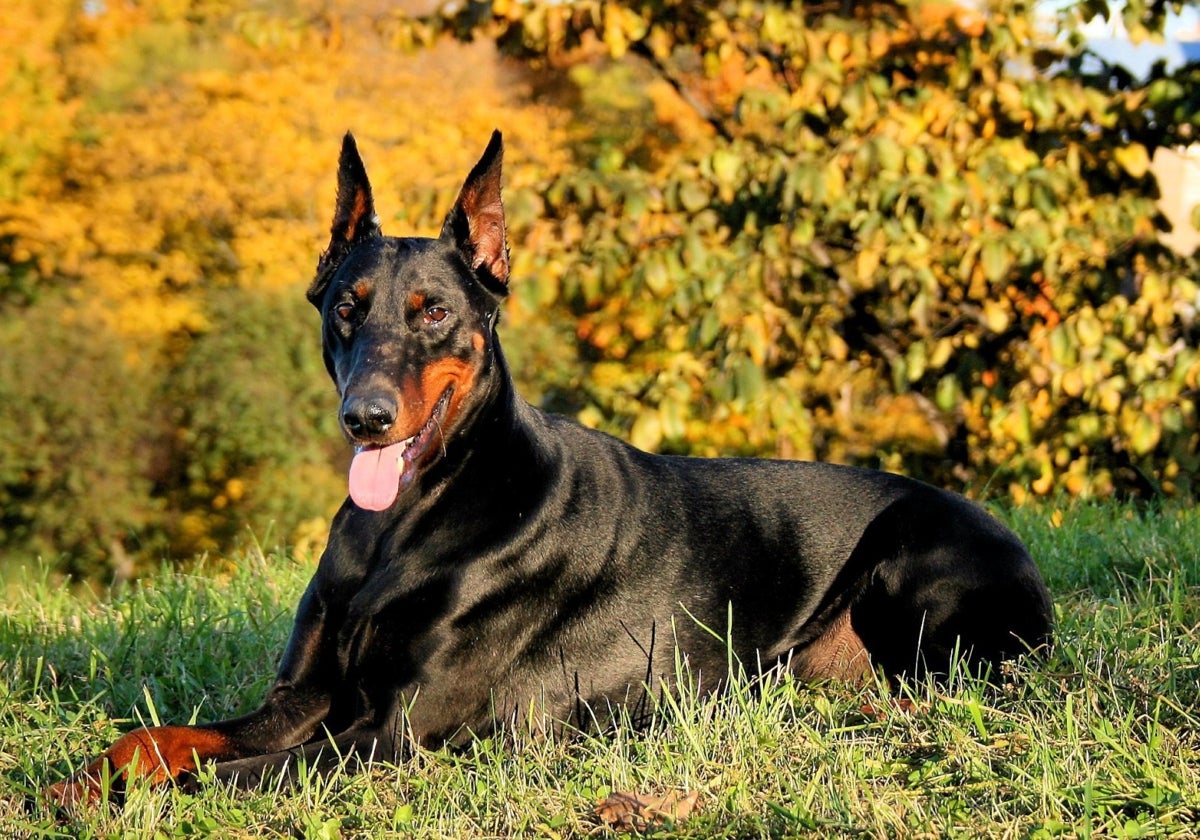 Imagen de archivo de un Doberman, una de las razas  de perro que serán más baratas en Huelva tras la decisión del Ayuntamiento