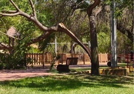 Susto en el Barrio Obrero: un árbol se rompe y cae parcialmente sobre el parque infantil
