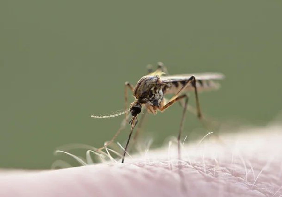 Huelva, en alerta ante la presencia de mosquitos transmisores del virus del Nilo