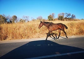 El Ayuntamiento de Huelva cambiará una ordenanza para darle «prioridad» a la recogida de equinos sueltos