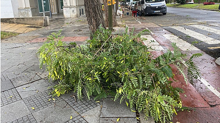 Una rtama caída en la calle San Sebastián