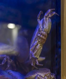 Imagen secundaria 2 - Puesto de marisco Mare Magnum