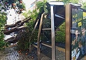 El fuerte viento causa estragos en Huelva y derriba un árbol junto a una parada de autobús