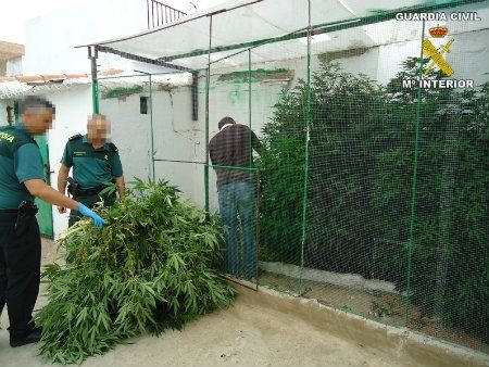 La Guardia Civil descubre una plantación de marihuana en Aljaraque