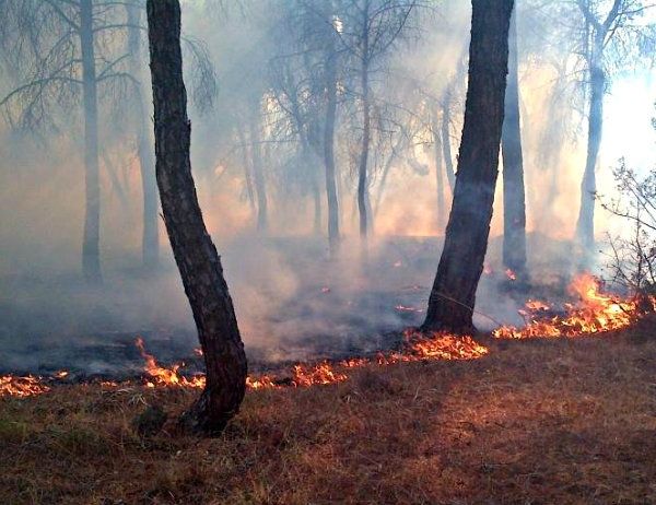 El Infoca trabaja en la extinción de un incendio originado en un paraje de Cartaya