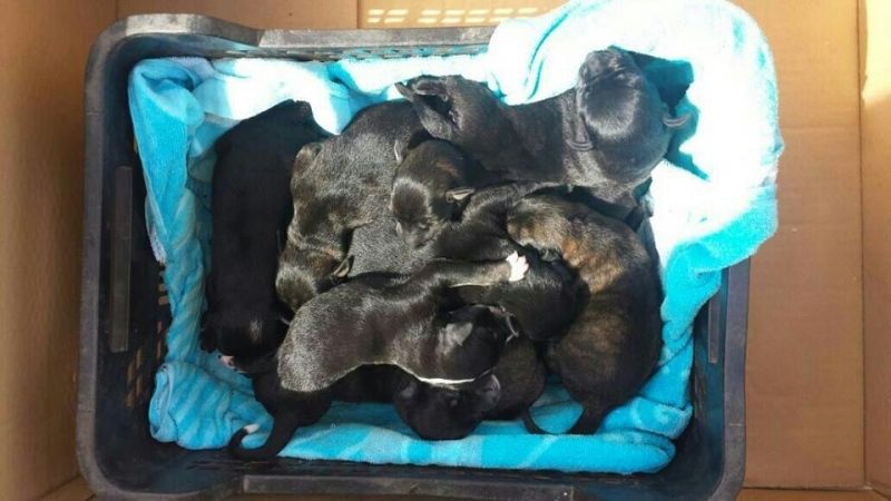 Solicitan ayuda para una camada de labradores abandonados en un contenedor en Lepe