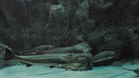 El runrún: Corvinas isleñas en el Acuario de Sevilla