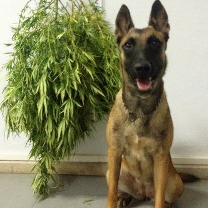 La Unidad Canina de San Juan, entre las 25 mejor valoradas de Andalucía