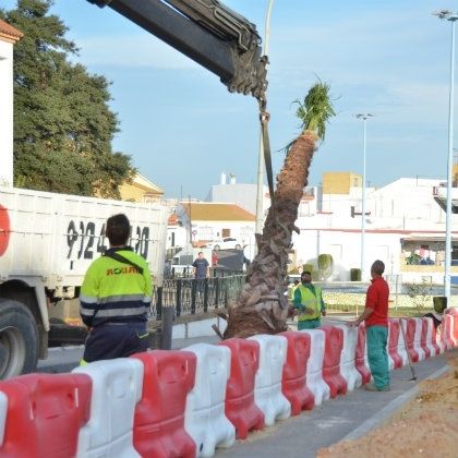 20 palmeras embellecen la avenida Juan de la Cosa