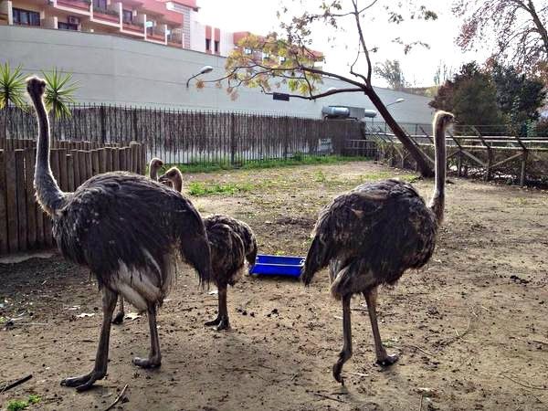 El zoológico de Ayamonte incorpora cuatro ejemplares de avestruces