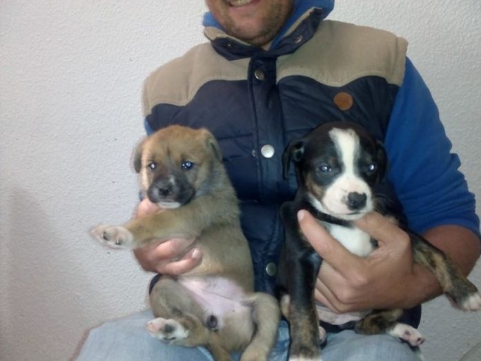 Los seis cachorros abandonados en Corrales ya tienen un nuevo hogar
