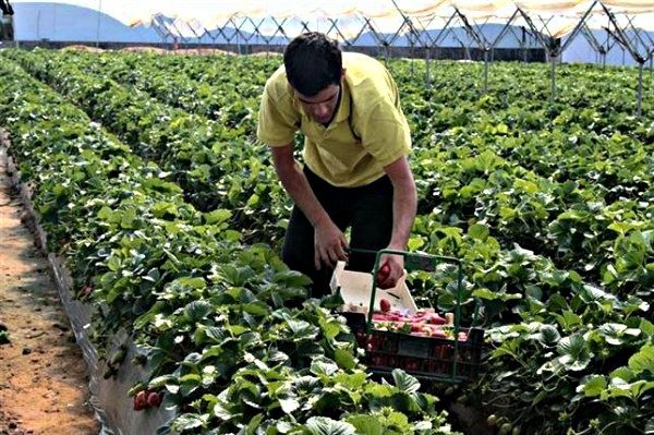 Comienza la recolección de variedades tempranas de fresa, que llegan a los mercados nacionales y europeos