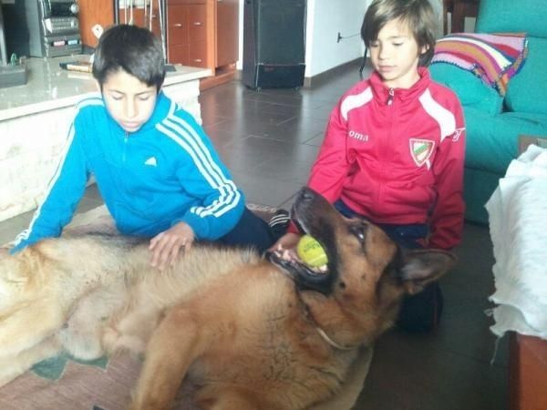 Un retiro dorado para héroes de cuatro patas