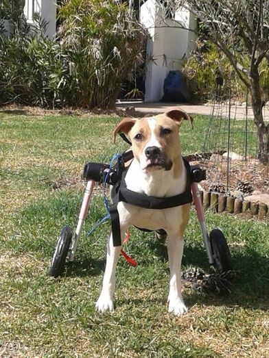 Hada, la perrita que volvió a caminar apoyada en una suma de voluntades