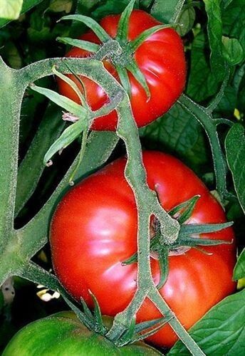 La lluvia no logra deslucir la tradicional matanza vegetal de la aldea de Calabazares
