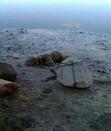 Condenado a tres meses de prisión por atar a un perro a una piedra para que se ahogara en la playa