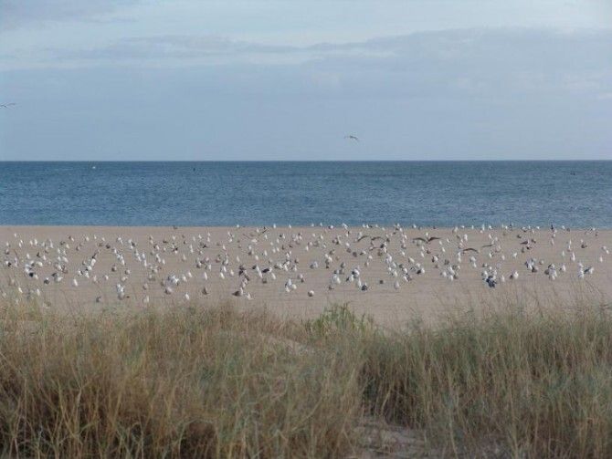 El Ayuntamiento de Ayamonte invierte 15.000 euros en la mejora medio ambiental de la playa de Isla Canela