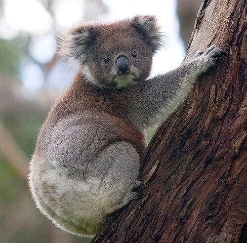 Ence envía brotes de 30 especies diferentes de eucaliptos para los koalas del zoo del Madrid