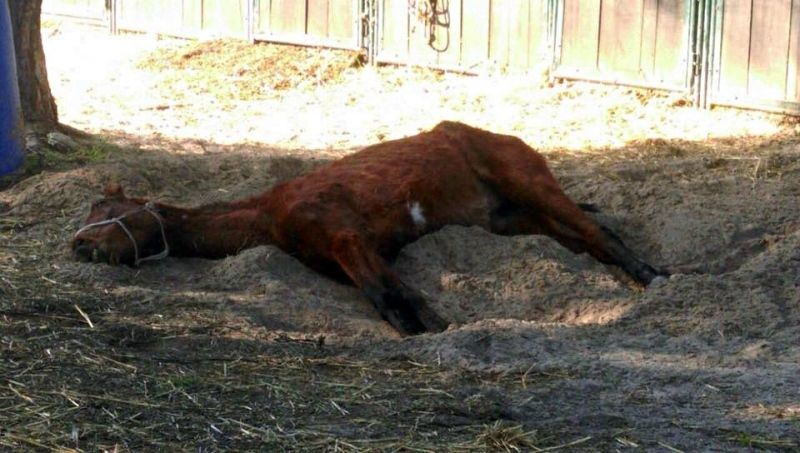 Denuncian por maltrato continuado a sus caballos a una empresa que se dedica a ofrecer rutas ecuestres por Doñana