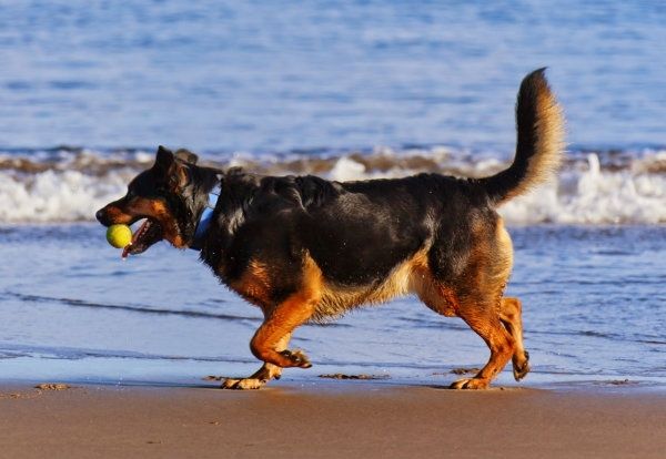 El runrún: Por una playa con perros