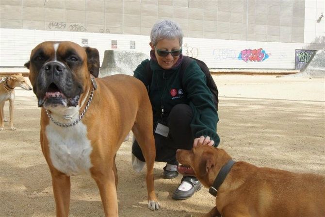 Convocan para este sábado una manifestación en Matalascañas para pedir playas para mascotas