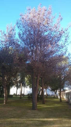 El Foro Encinal recuerda que usa desde hace años un método natural contra la procesionaria