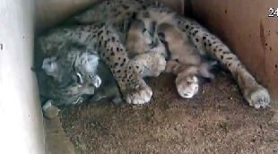 Fallecen dos cachorros de lince en 'El Acebuche' por la lesiones ocasionadas por su madre 'Adelfa'